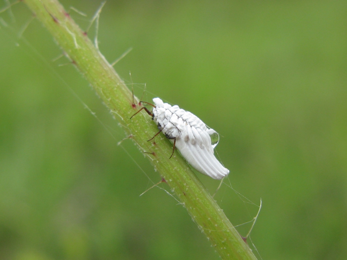 Cocciniglia: Ortezia sp. (Orteziidae)